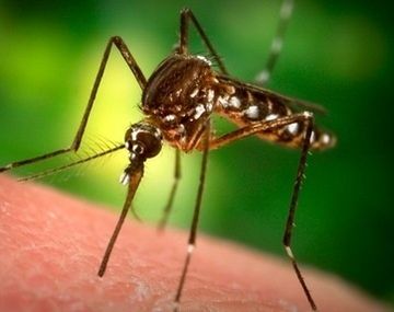 Un virus que no tiene cura amenaza con convertirse en epidemia en América