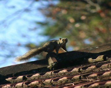 Alerta por plaga de ardillas en la Ciudad y varias provincias