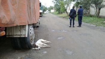 envenenaron a cinco perros con un insecticida envenenaron a cinco perros con un insecticida