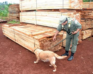 Secuestran más de 2.800 kilos de marihuana ocultos en Misiones