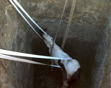 Emotivo rescate de un caballo en un pozo ciego