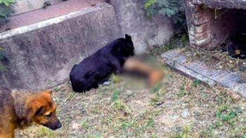 el cementerio del horror: los perros se comen cadaveres el cementerio del horror: los perros se comen cadaveres
