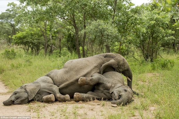 ¿Qué le pasa a los elefantes del Parque Kruger, en Sudáfrica?
