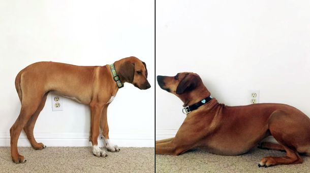 Así crece una perra: de cachorra a adulta en apenas 23 segundos