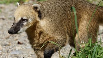 El Ministerio de Ganadería, Agricultura y Pesca reportó la muerte de coatíes en Tálice a la Organización Mundial de la Salud Animal. El Ministerio de Ganadería, Agricultura y Pesca reportó la muerte de coatíes en Tálice a la Organización Mundial de la Salud Animal.