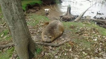 vecinos denuncian que hay un lobo marino perdido en san fernando vecinos denuncian que hay un lobo marino perdido en san fernando