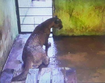 Piden liberar al puma capturado en Cataratas