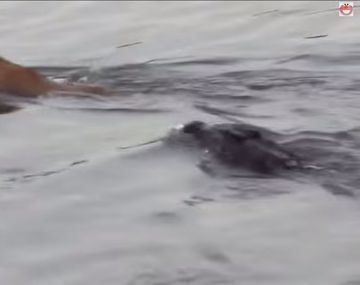 Mirá como un cocodrilo ataca a un león