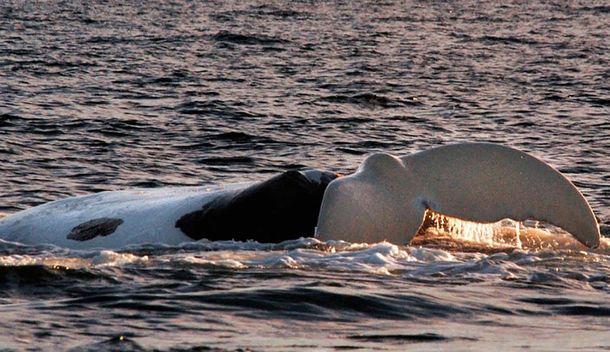 Península Valdés: volvió Tehuelche, la primera ballena cuyo parto fue filmado