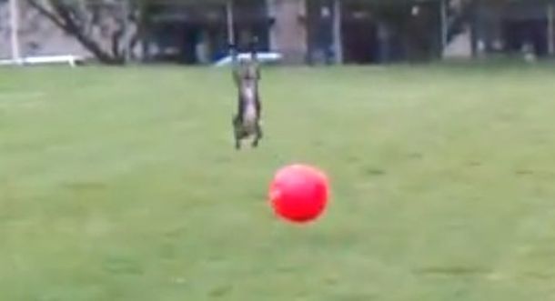 Un perro que se entrena para ser un crack del fútbol