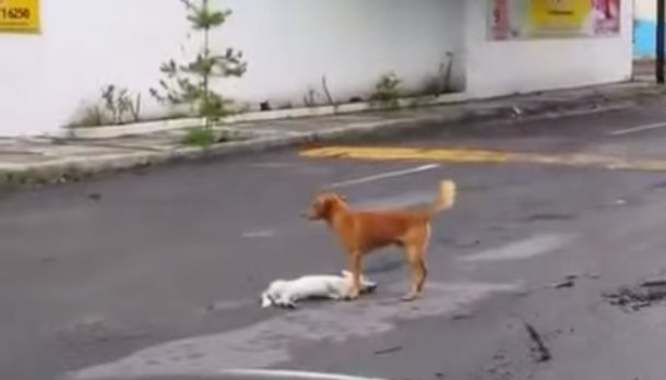 Un perro protege a su amigo que fue atropellado