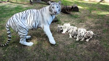 presentan cuatro tigres de bengala blancos en el zoo porteno presentan cuatro tigres de bengala blancos en el zoo porteno