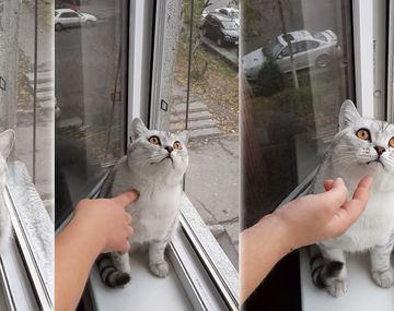 ¿Por qué este gatito quedó paralizado?