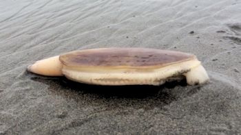 Esta almeja se volvió viral Esta almeja se volvió viral