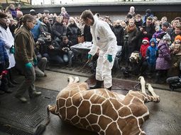 polemica en dinamarca por el sacrificio de una jirafa bebe polemica en dinamarca por el sacrificio de una jirafa bebe