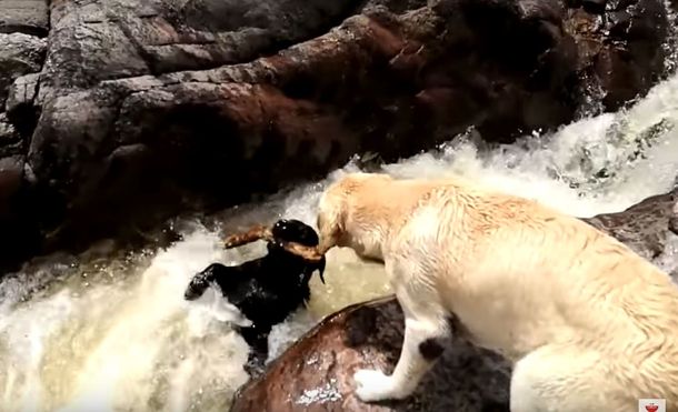 Un perro salvó a otro de que se lo llevara el río