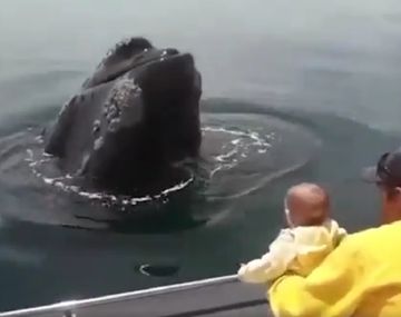 El tierno video de una bebé jugando con una ballena