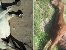 peregrinacion gaucha descontrolada: accidentes y caballos muertos peregrinacion gaucha descontrolada: accidentes y caballos muertos